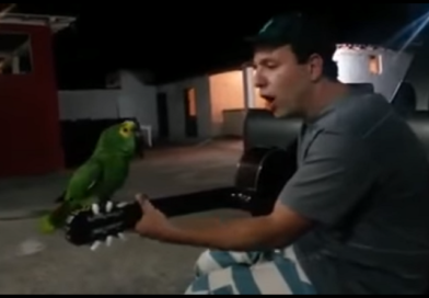Μουσικός τραγουδάει μαζί με τον παπαγάλο του!(ΒΙΝΤΕΟ)